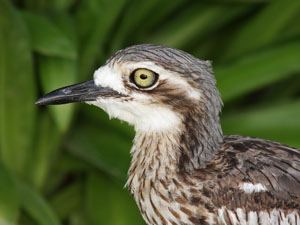 Baby Curlew