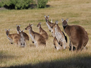 Kangaroo mob