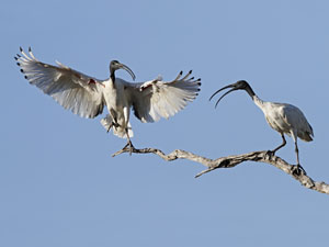 Sacred ibis with wings extended
