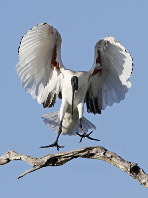 Sacred ibis landing