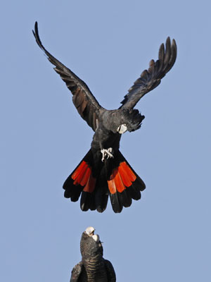Red tailed black cockatoo landing