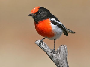 red capped robin