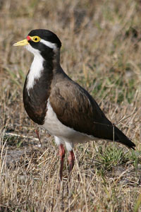 photo of a plover