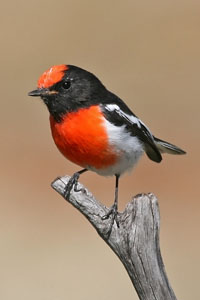 photo of a robin