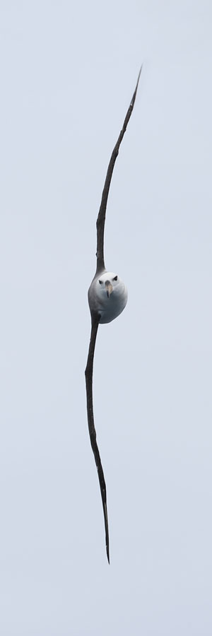 Vertical albatross