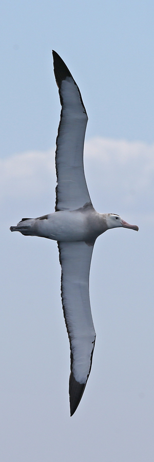 Vertical albatross