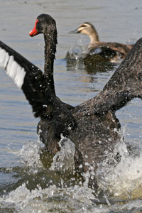 photo of grebe chasing a swan