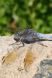 photo of dragonfly at lakes edge