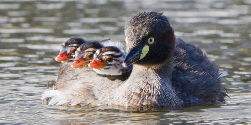 3 baby grebes riding on mothers back