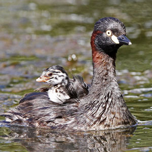 grebe with baby on back