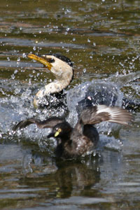 photo of cormorant and grebe splashing