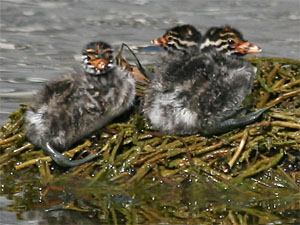 photo of 3 babies on nest