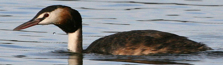 photo of great crested grebe