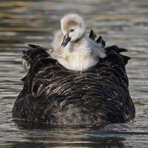 Cygnet on back of swan