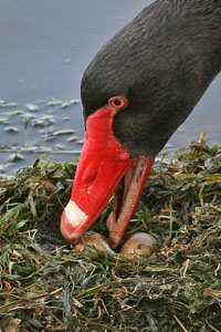 photo of swan beak over egg