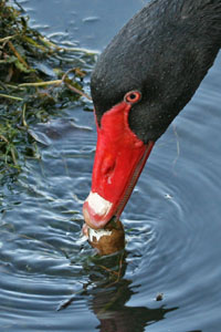 photo of swan eating egg