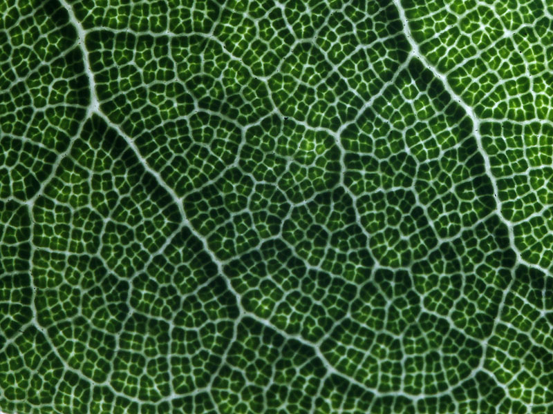 Macro leaf - upper surface