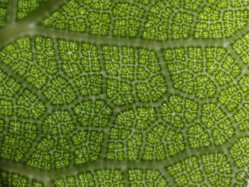 Macro leaf underneath