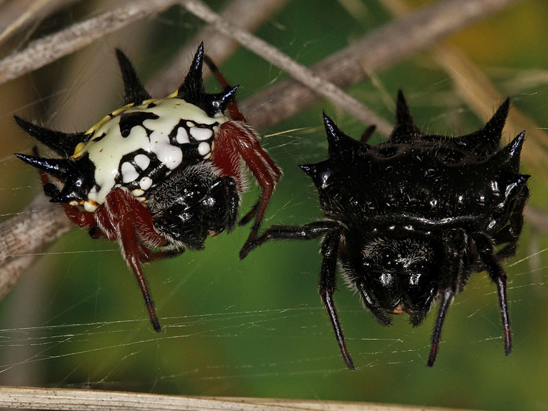 Female and male Christmas spiders