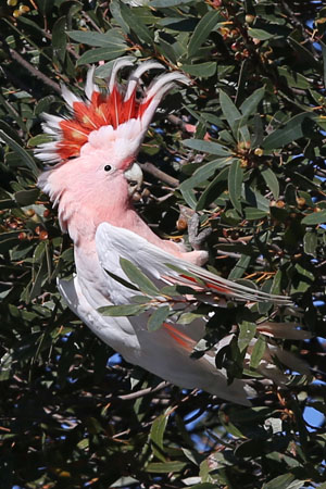 major mitchell cockatoo