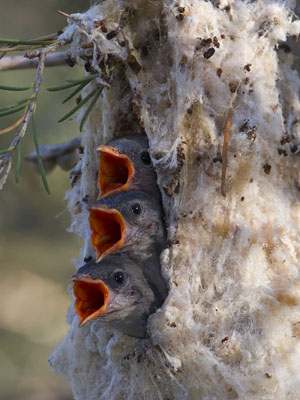 Hungy little mistletoebirds
