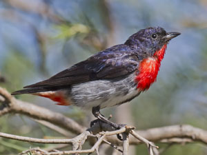 Male mistletoebird