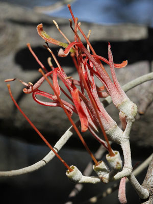 mistletoe flower