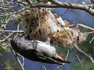 female mistletoe bird at nest