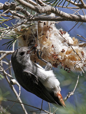 female mistletoe bird constructing nest