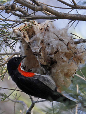 male mistletoe bird inspecting nest