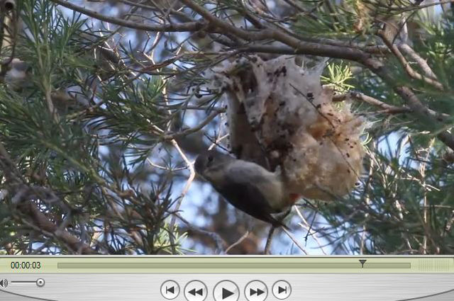 Video of nest building