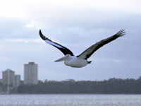 photo of pelican over Swan River