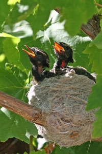photo of baby wagtails