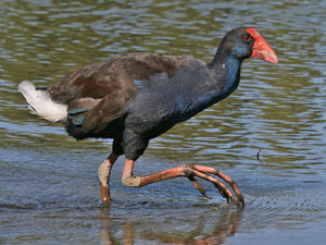 photo of swamphen claws
