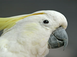 photo of sulphur crested cockatoo