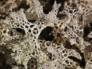 Coral lichen
