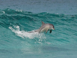 photo of dolphin leaping out of wave