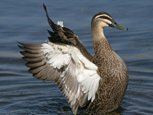 photo of black duck stretching wings