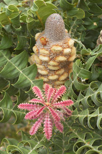 photo of banksia nut and leaves