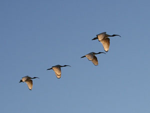 photo of ibis