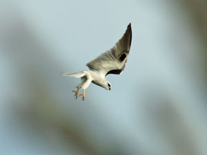 photo of kite diving for mouse