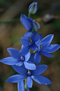 photo of  blue orchid