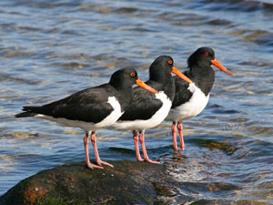 photo of 3 oyster catchers