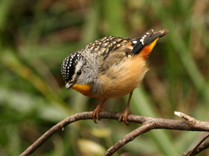 photo of spotted pardalote