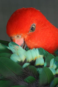 photo of male king parrot