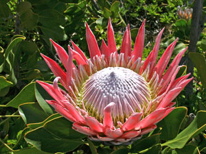 photo of protea