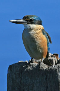 photo of sacred kingfisher