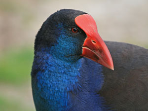 photo of swamphen