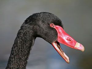 photo of black swan