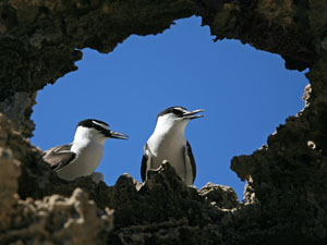 photo of 2 terns